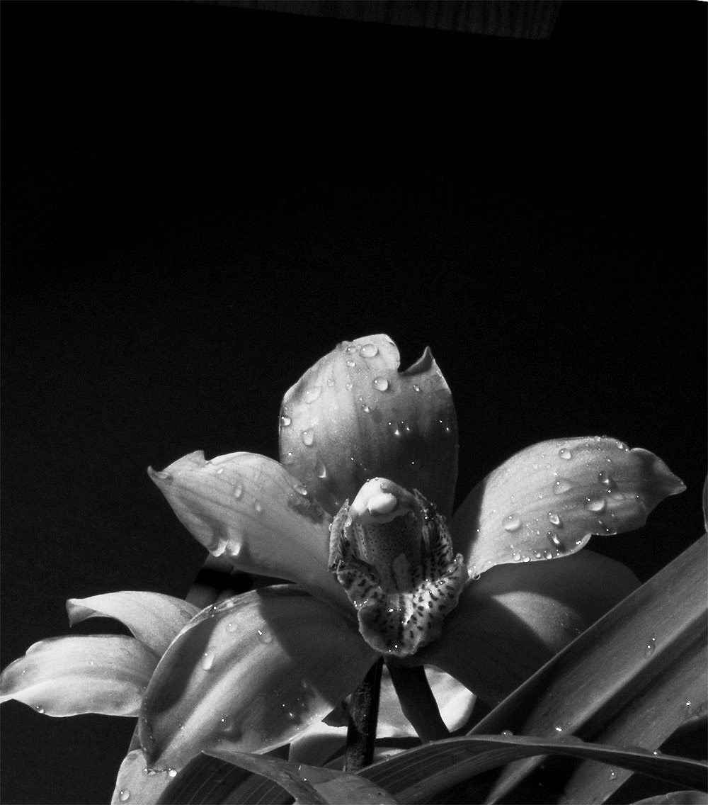 Photography by ClickChick for DesignCrowd (Community Contests) | Design #8981825