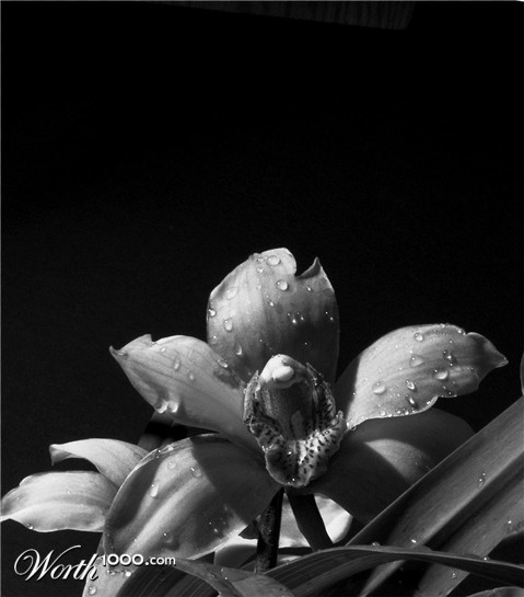 Photography by ClickChick