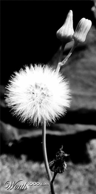 Photography by meetmepushkar