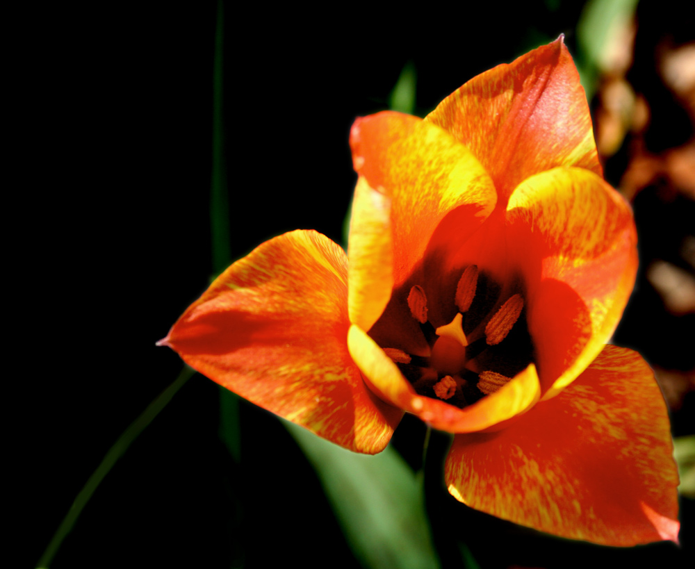 Photographie par charizz pour DesignCrowd (Community Contests) | Design #8980962