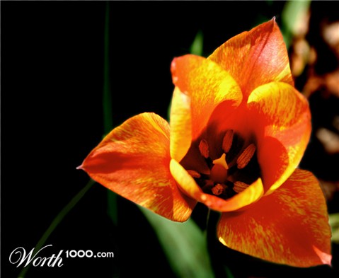 Photography by charizz