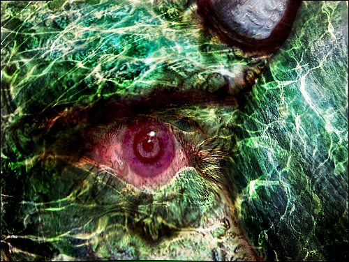 Diseño de Photoshop por MrCamyak para DesignCrowd (Community Contests) | Diseño #8979846