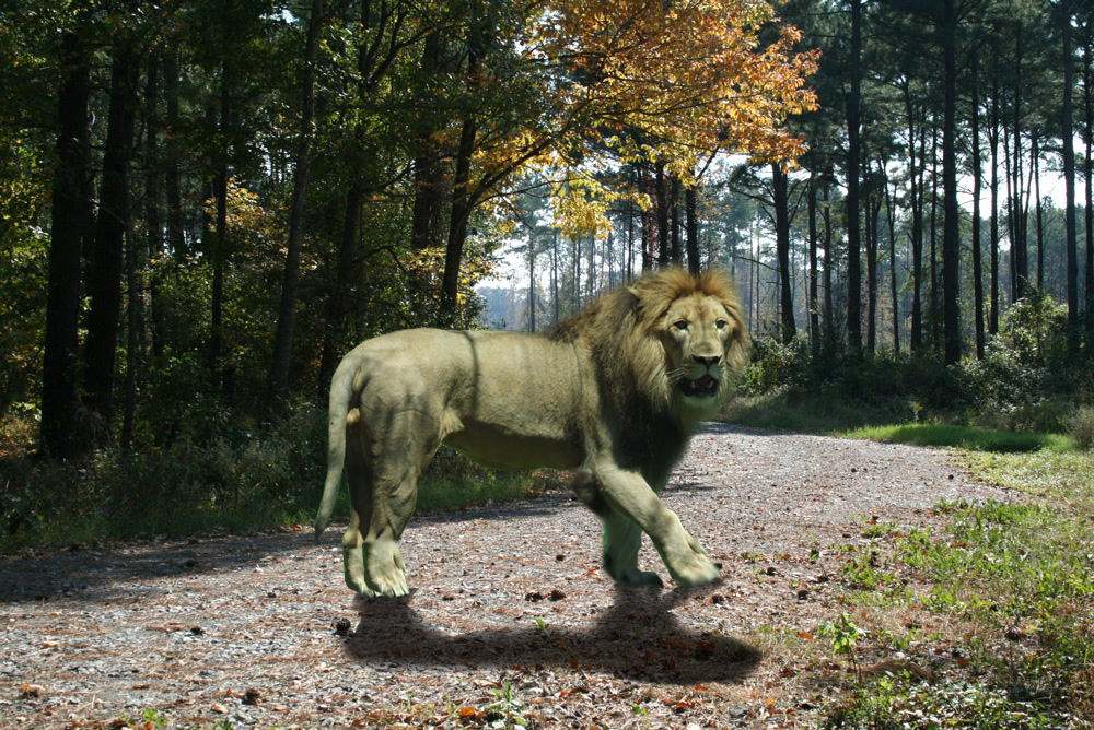 Photoshop-Design von snoggbukker für DesignCrowd (Community Contests) | Design #8979699