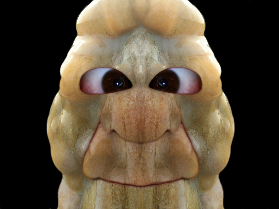 Design Photoshop par YearoftheDragon pour DesignCrowd (Community Contests) | Design #8979936