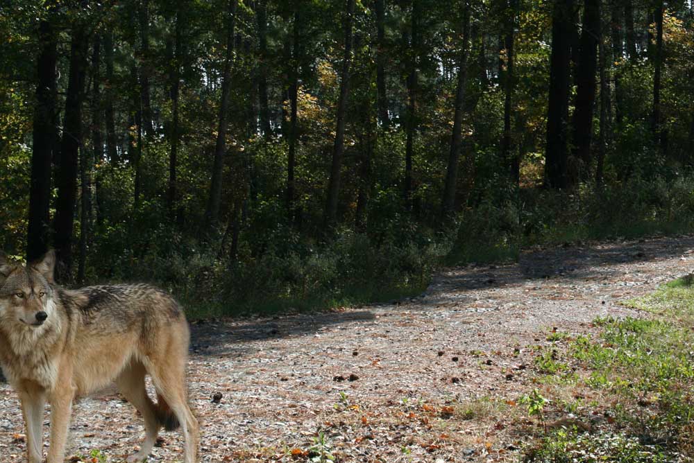 Diseño de Photoshop por amywho para DesignCrowd (Community Contests) | Diseño #8979668