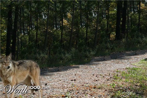 Photoshop Design by amywho