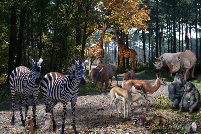 Diseño de Photoshop por lucimine para DesignCrowd (Community Contests) | Diseño #8979665