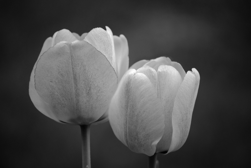 Photography by Sam1968 for DesignCrowd (Community Contests) | Design #8981813