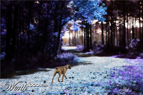 Photoshop Design by TrackStar101