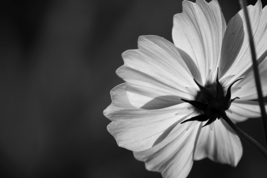 Photography by ELEAZAR for DesignCrowd (Community Contests) | Design #8981806