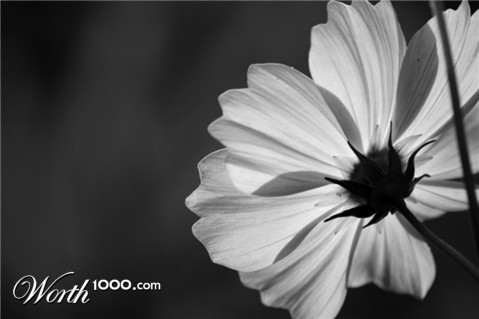 Photography by ELEAZAR