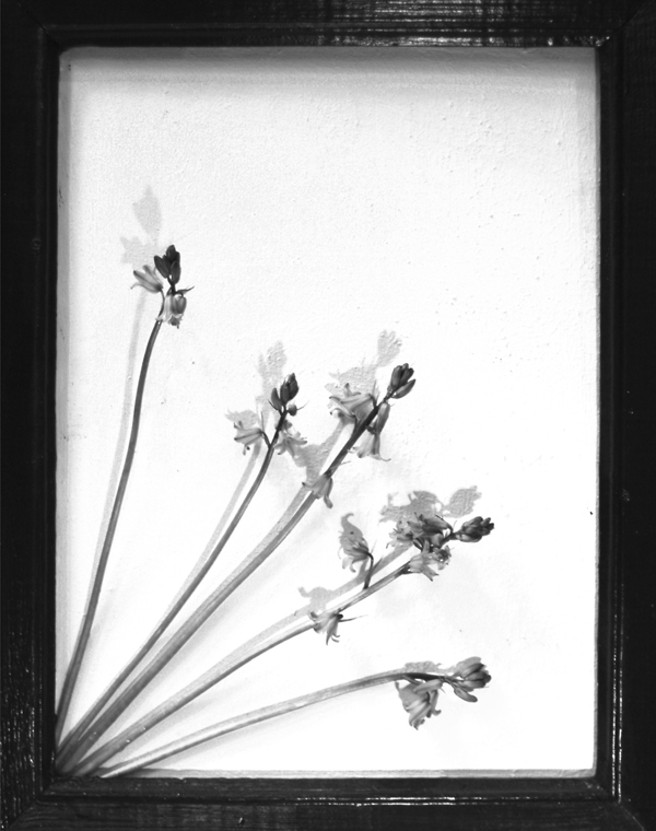 Photography by bexraven for DesignCrowd (Community Contests) | Design #8981855