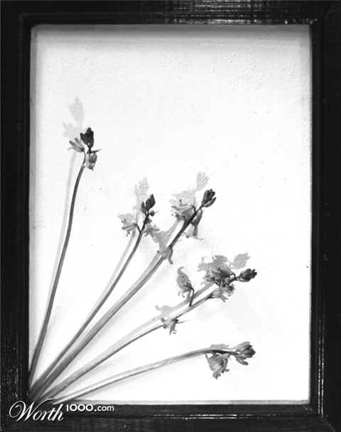 Photography by bexraven