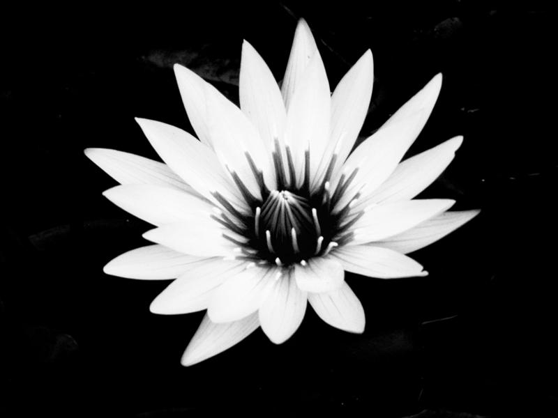 Fotografía por ilikeimode para DesignCrowd (Community Contests) | Diseño #8981846