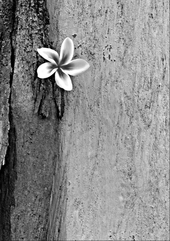 Fotografie von Isabella2006 für DesignCrowd (Community Contests) | Design #8981800