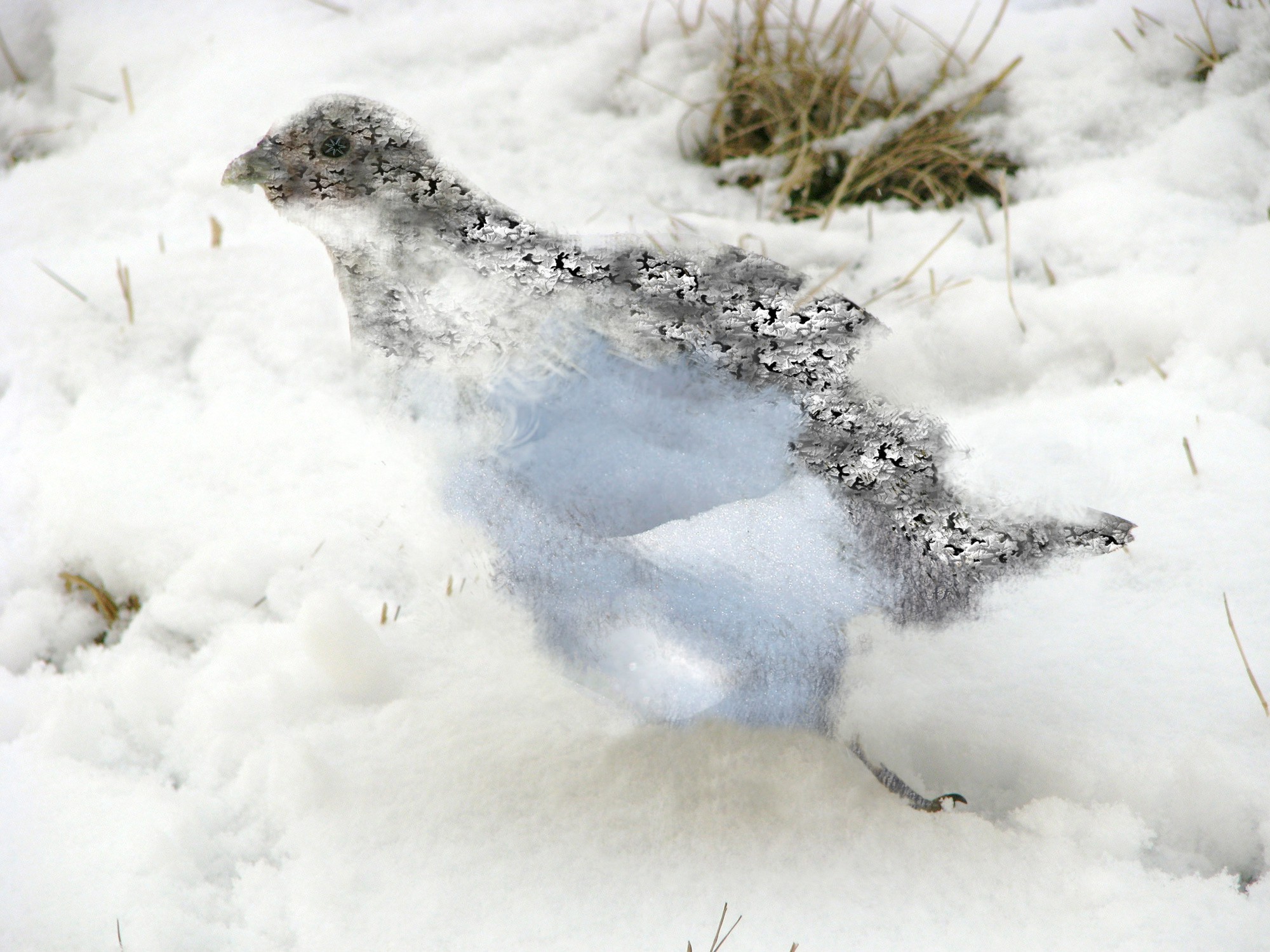 Diseño de Photoshop por XIIIAngel para DesignCrowd (Community Contests) | Diseño #8978801