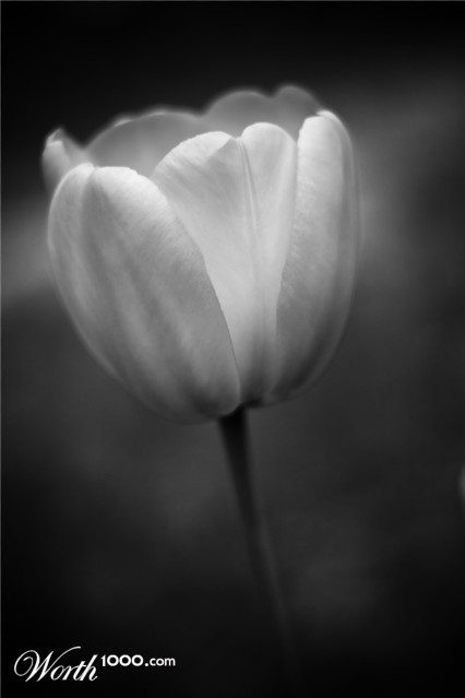 Photography by nedens