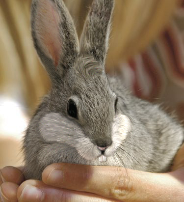 Photoshop Design by Bearlo for DesignCrowd (Community Contests) | Design #8979547