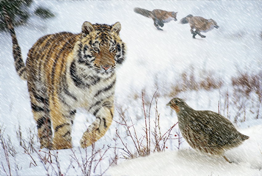 Photoshop Design by WildChildBaby for DesignCrowd (Community Contests) | Design #8978882