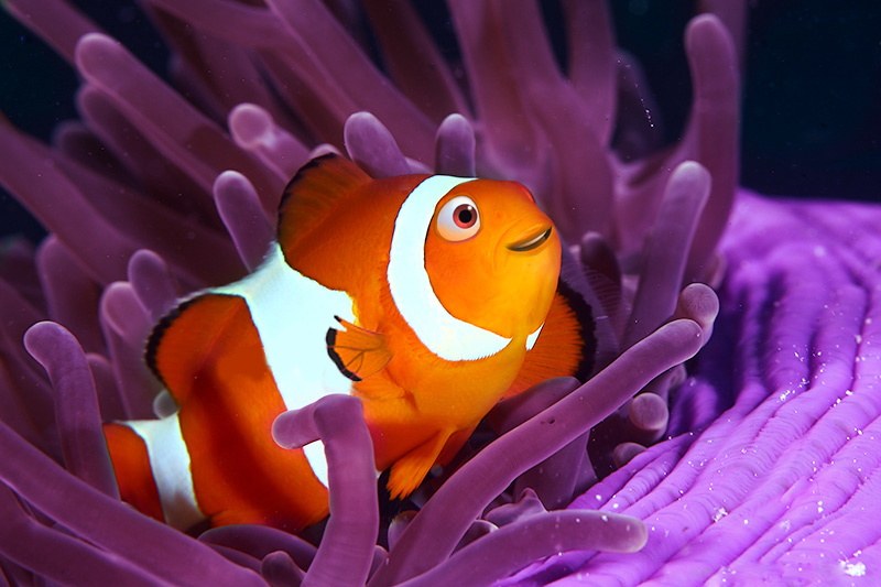 Design Photoshop par luismontiel pour DesignCrowd (Community Contests) | Design #8979622