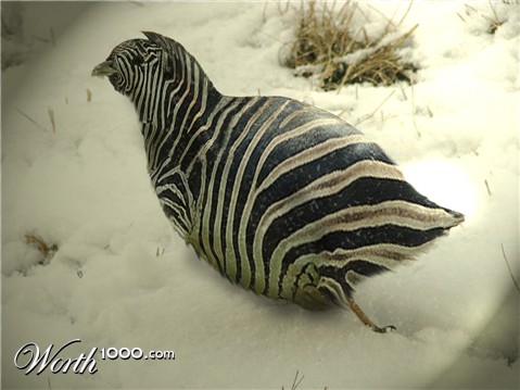 Photoshop Design by eleena07