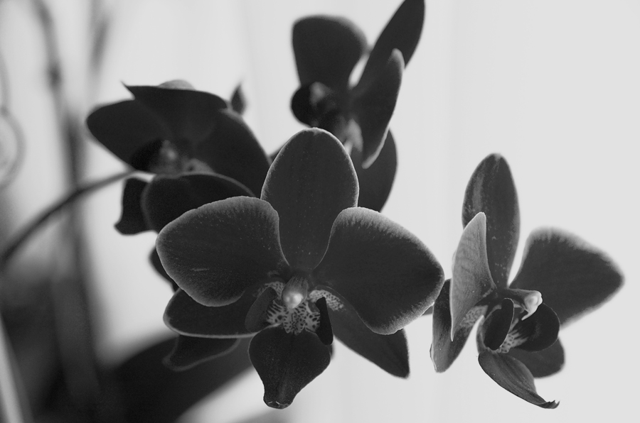 Photography by crea08 for DesignCrowd (Community Contests) | Design #8981978