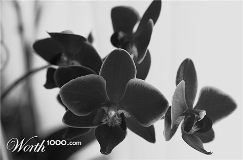 Photography by crea08