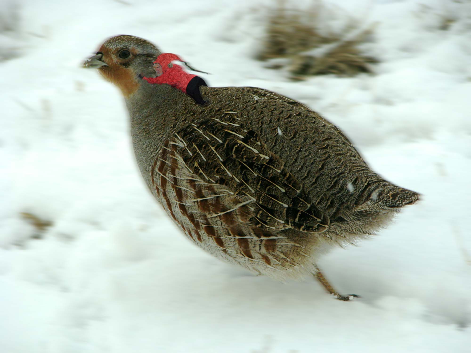 Photoshop Design by maxyhulk for DesignCrowd (Community Contests) | Design #8979052