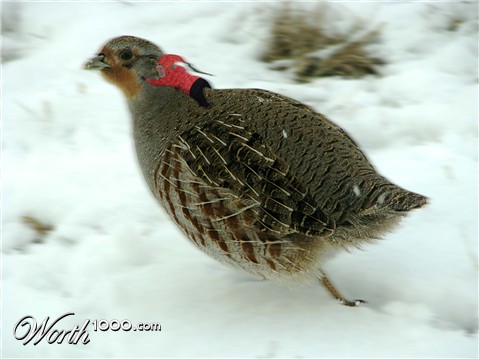 Photoshop Design by maxyhulk