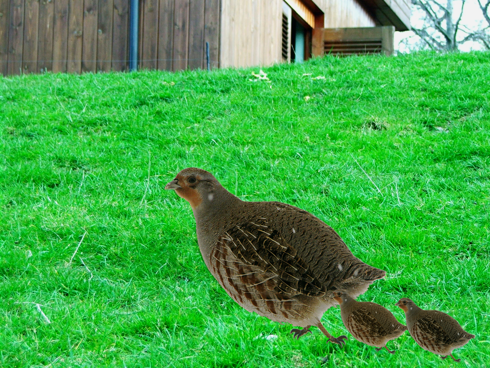 Diseño de Photoshop por supernerdpp para DesignCrowd (Community Contests) | Diseño #8979108