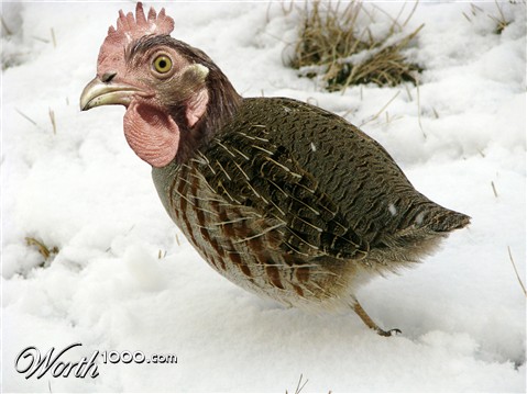 Photoshop Design by error5001