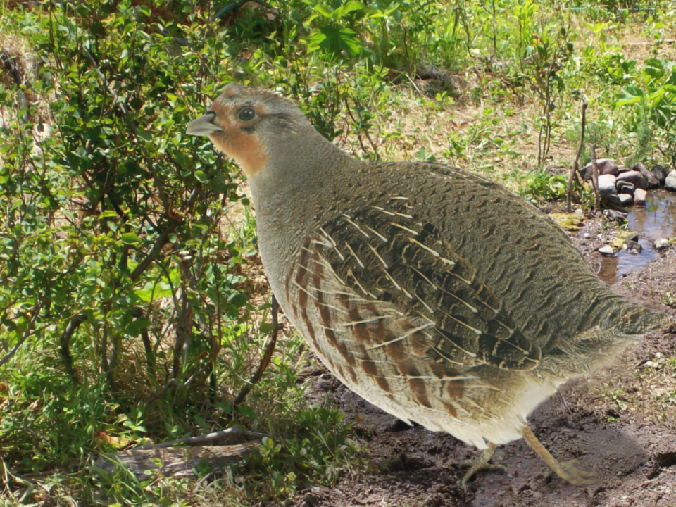 Photoshop-Design von kathiess für DesignCrowd (Community Contests) | Design #8978950