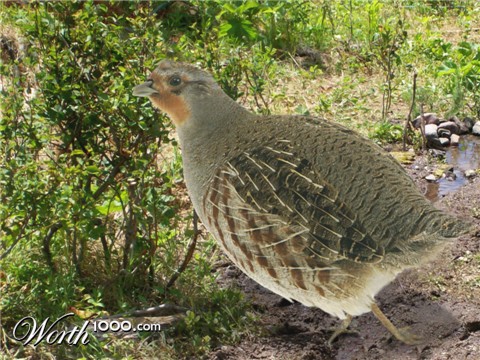 Photoshop Design by kathiess