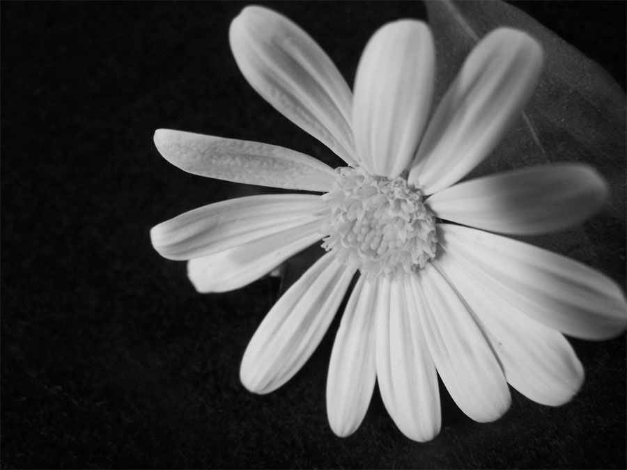 Photography by LaneyMarie for DesignCrowd (Community Contests) | Design #8981969