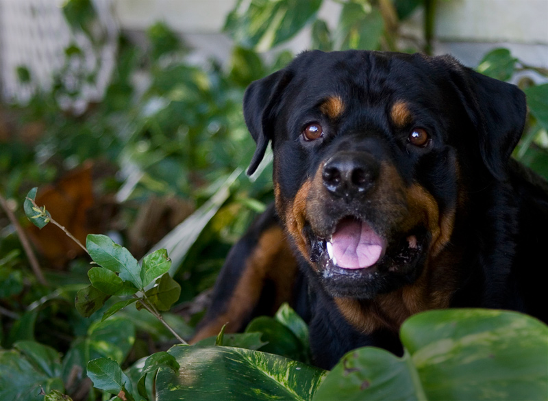 Photography by DozerLYP for DesignCrowd (Community Contests) | Design #8980273