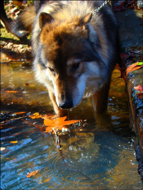 Photography by mandabear1023 for DesignCrowd (Community Contests) | Design #8980283