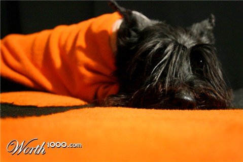 Photography by jckloop