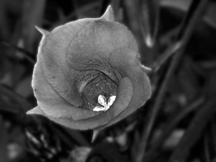 Photography by PsychoKittn for DesignCrowd (Community Contests) | Design #8981982