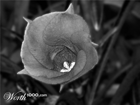 Photography by PsychoKittn