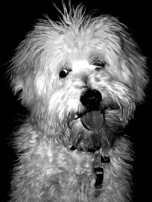 Photography by sarahop1 for DesignCrowd (Community Contests) | Design #8980333