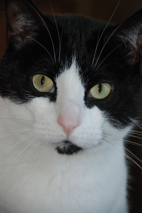 Photography by MothnFlame for DesignCrowd (Community Contests) | Design #8980297