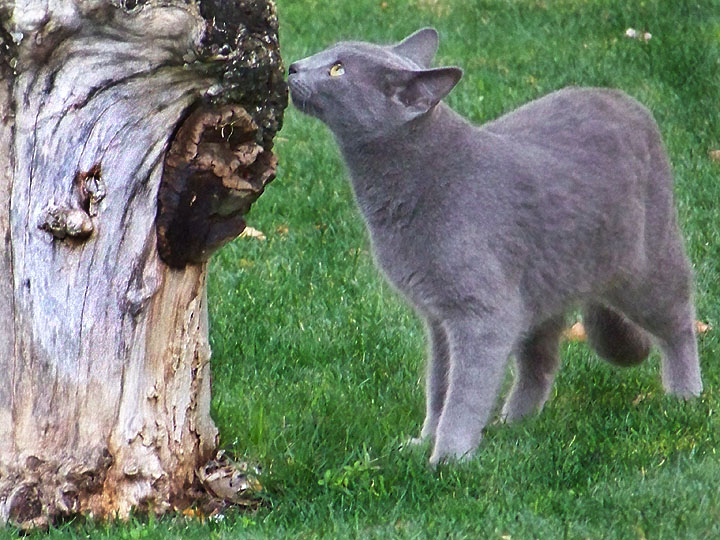 Photography by PsychoKittn for DesignCrowd (Community Contests) | Design #8980428