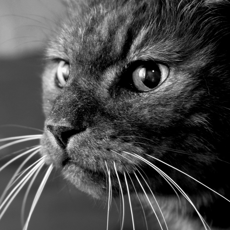 Fotografie von sodigece für DesignCrowd (Community Contests) | Design #8980416