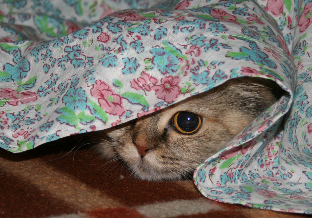 Fotografía por ALEXXXNF para DesignCrowd (Community Contests) | Diseño #8980579