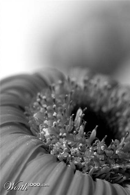 Photography by nautilusaurea