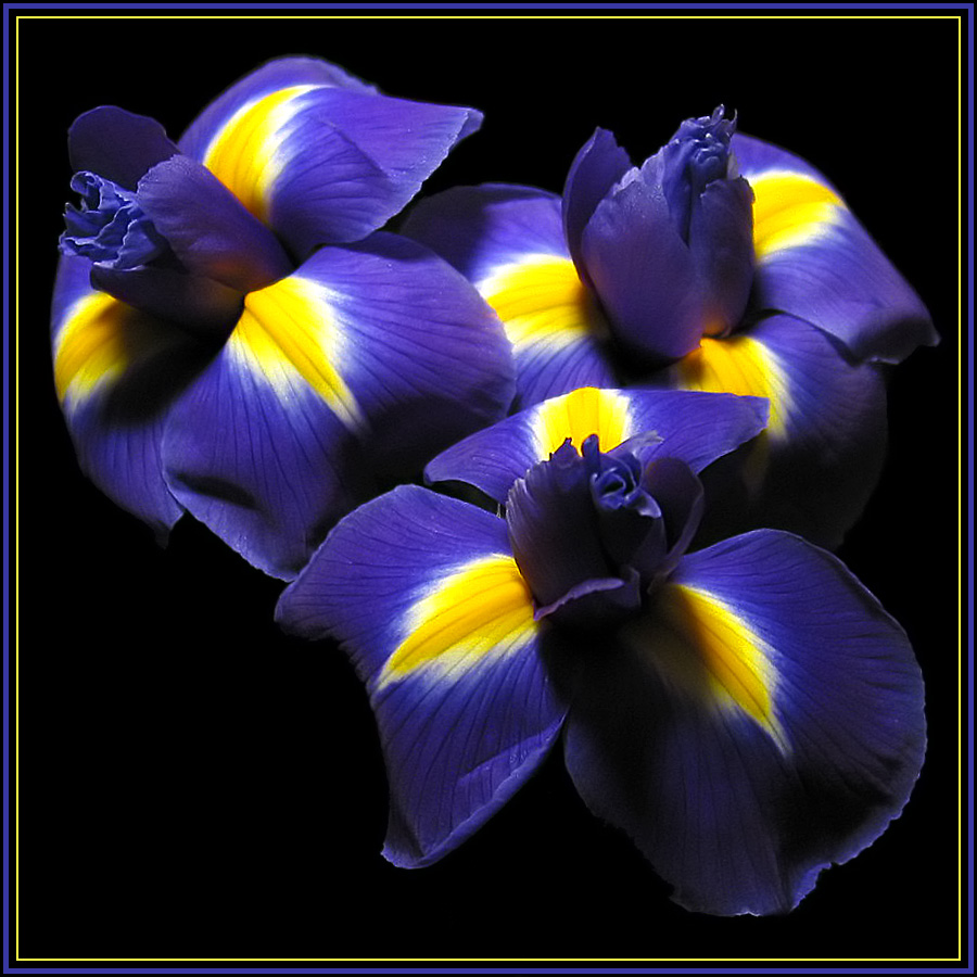 Fotografie von squaredd für DesignCrowd (Community Contests) | Design #8976958