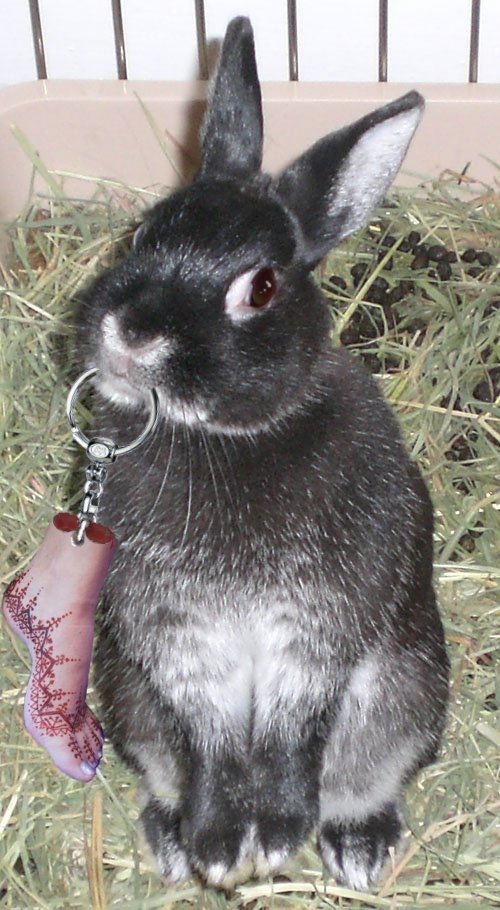 Photoshop Design by LadyHawk771 for DesignCrowd (Community Contests) | Design #8982974