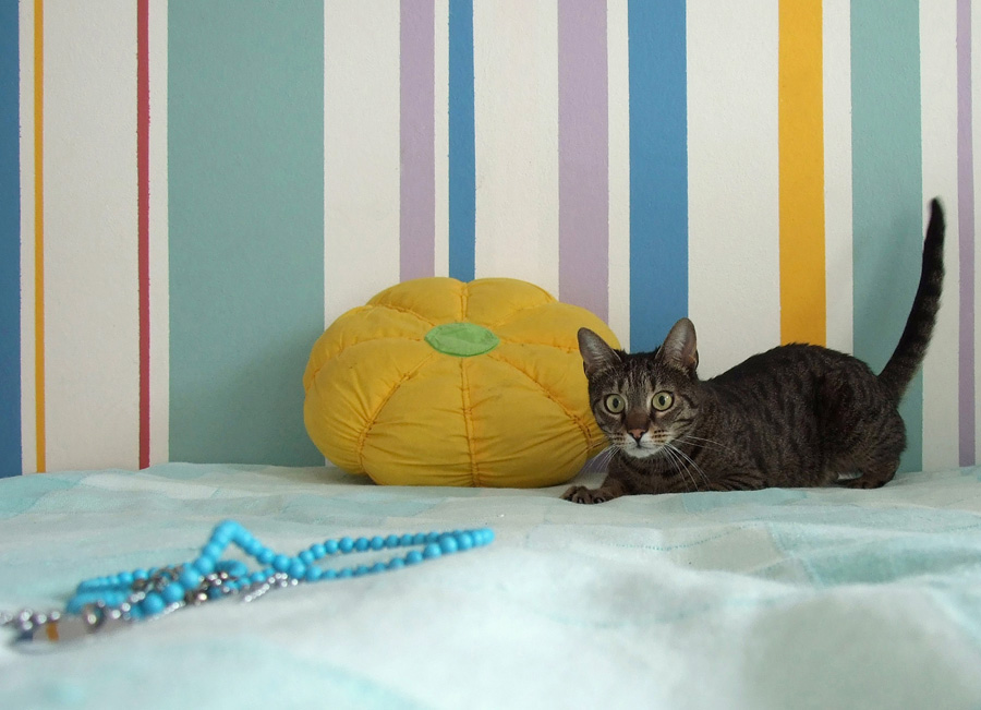 Photography by milicamica for DesignCrowd (Community Contests) | Design #8980538