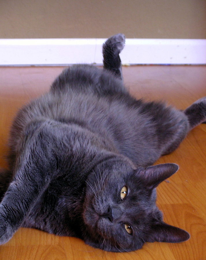 Fotografie von Tiffa130 für DesignCrowd (Community Contests) | Design #8980506