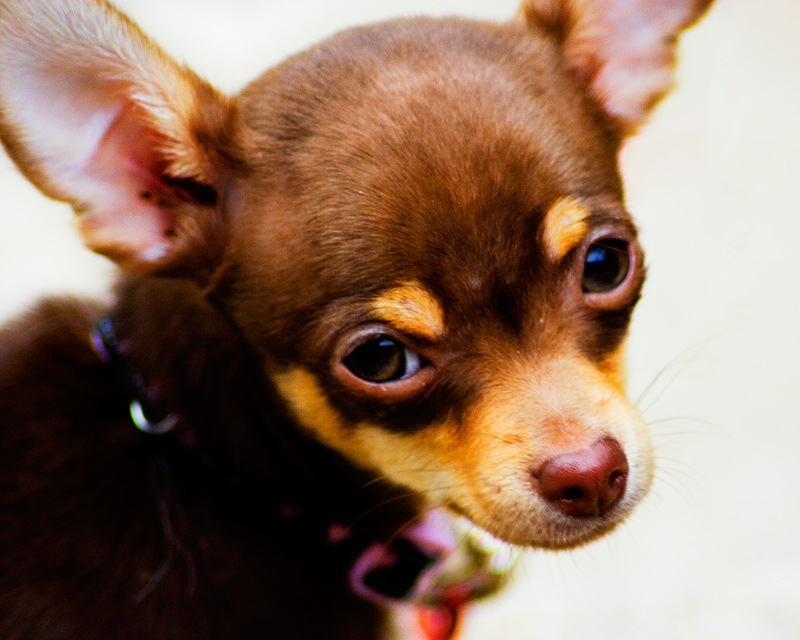 Fotografía por iDadalex para DesignCrowd (Community Contests) | Diseño #8980451